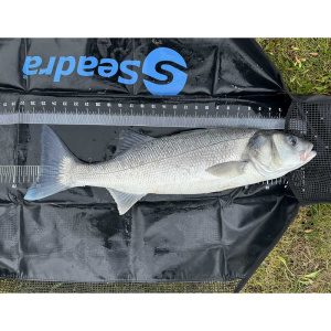 bass-in-seadra-sling-2.jpg