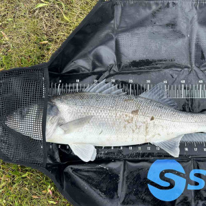 bass-in-seadra-sling.jpg