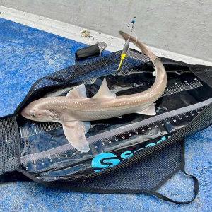 seadra-sling_1.jpg